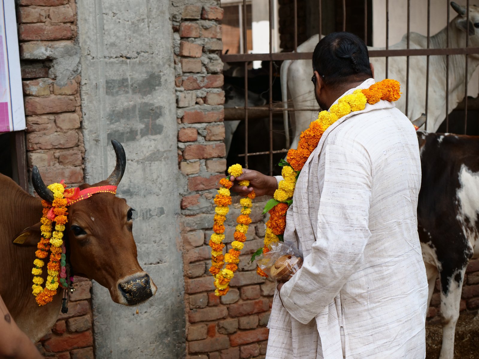 54 Gopashtami Radha kunda Govardhan 19.11.04